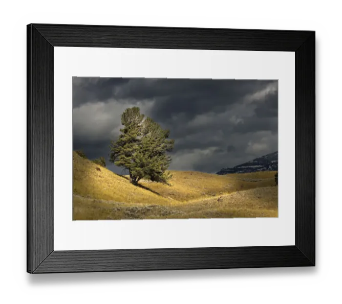 Framed Print : Single tree with sunlight, Lamar Valley, Yellowstone National Park, Montana Framed Print : Single tree with sunlight, Lamar Valley, Yellowstone National Park, Montana