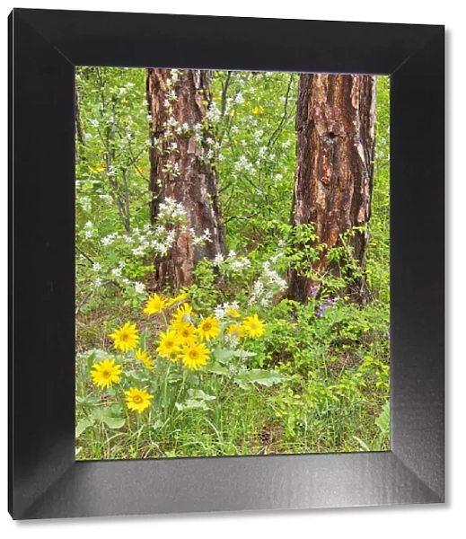 USA, Washington State, Easter Cascade Mountains, Ponderosa Pine with Spring wildflowers