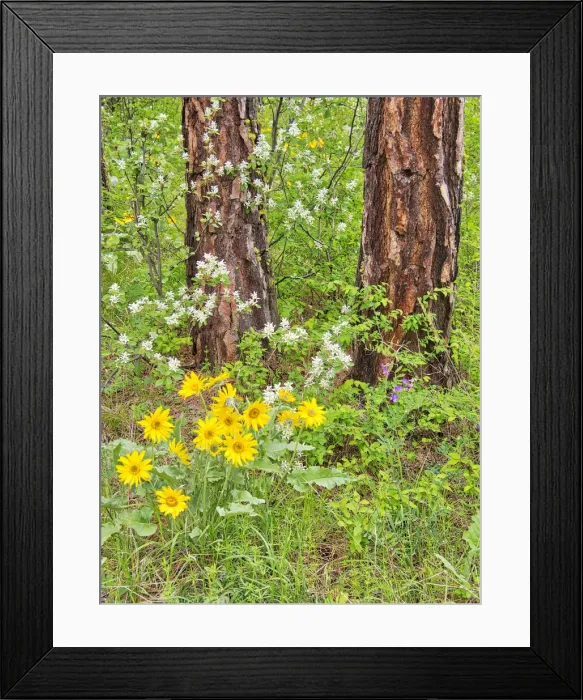 Framed Print : USA, Washington State, Easter Cascade Mountains, Ponderosa Pine with Spring wildflowers Framed Print : USA, Washington State, Easter Cascade Mountains, Ponderosa Pine with Spring wildflowers