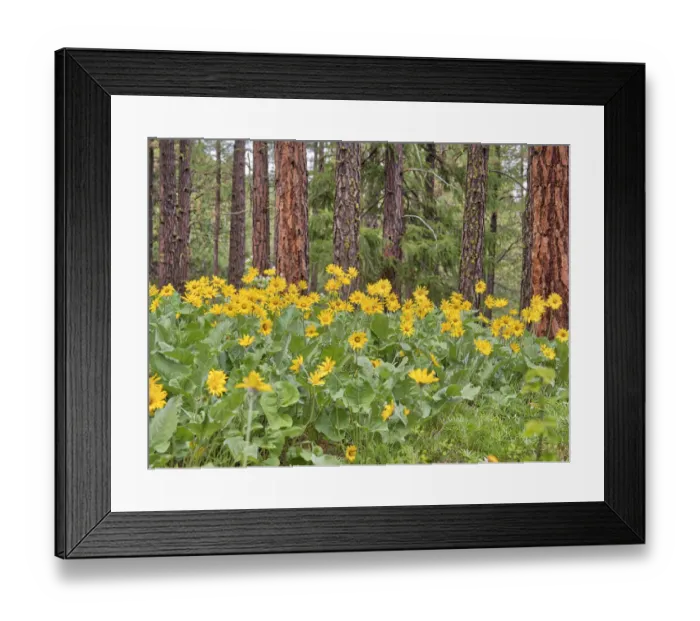 Framed Print : USA, Washington State, Easter Cascade Mountains, Ponderosa Pine with Spring wildflowers