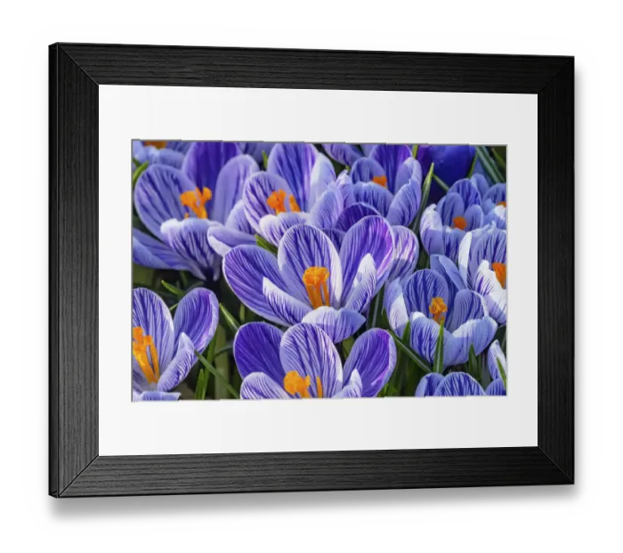 Framed Print : Blue, purple, white Stripes Crocuses blooming, Bellevue, Washington State Framed Print : Blue, purple, white Stripes Crocuses blooming, Bellevue, Washington State