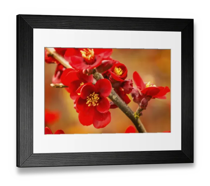 Framed Print : Atsuya Hamada Quince blossom flowering, Bellevue, Washington State Framed Print : Atsuya Hamada Quince blossom flowering, Bellevue, Washington State