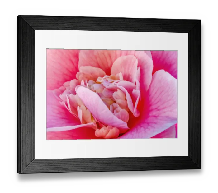 Framed Print : Pink Camellia Reticulata blooming. Common to China and Japan Framed Print : Pink Camellia Reticulata blooming. Common to China and Japan