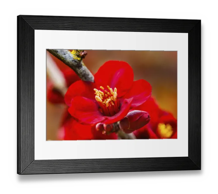 Framed Print : Atsuya Hamada Quince blossom flowering, Bellevue, Washington State Framed Print : Atsuya Hamada Quince blossom flowering, Bellevue, Washington State