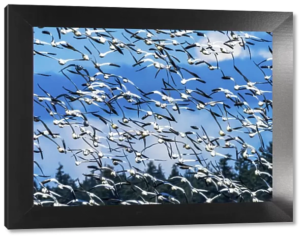 Snow geese flying, Skagit Valley, Washington State