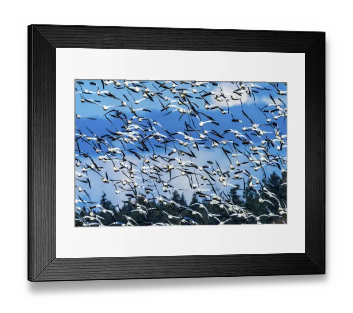 Framed Print : Snow geese flying, Skagit Valley, Washington State Framed Print : Snow geese flying, Skagit Valley, Washington State