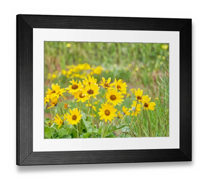 Framed Print : USA, Washington State, Table Mountain, Arrowleaf Balsamroot in full bloom Framed Print : USA, Washington State, Table Mountain, Arrowleaf Balsamroot in full bloom
