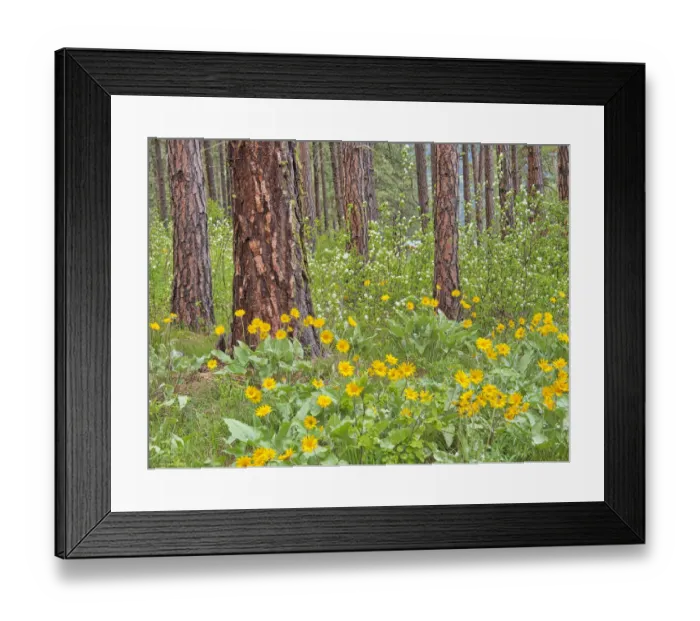 Framed Print : USA, Washington State, Easter Cascade Mountains, Ponderosa Pine with Spring wildflowers Framed Print : USA, Washington State, Easter Cascade Mountains, Ponderosa Pine with Spring wildflowers