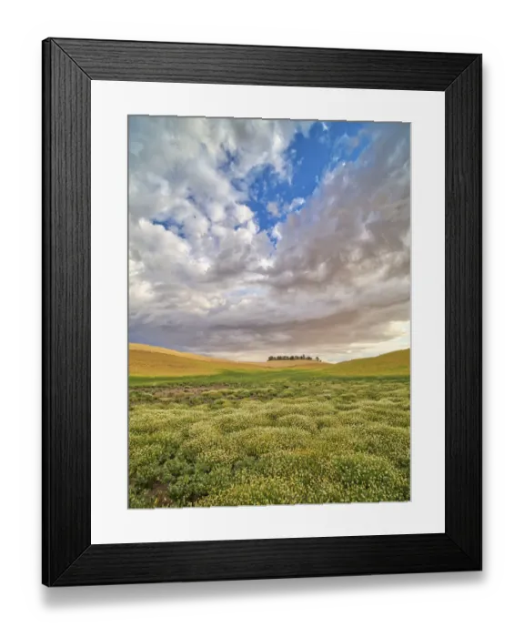Framed Print : USA, Washington State, Palouse. Flowers Blooming at harvest time with large clouds Framed Print : USA, Washington State, Palouse. Flowers Blooming at harvest time with large clouds
