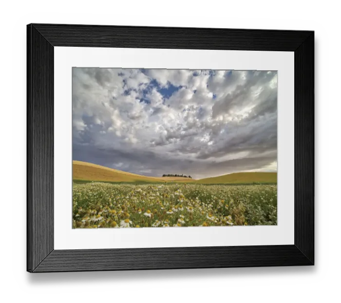 Framed Print : USA, Washington State, Palouse. Flowers Blooming at harvest time with large clouds Framed Print : USA, Washington State, Palouse. Flowers Blooming at harvest time with large clouds
