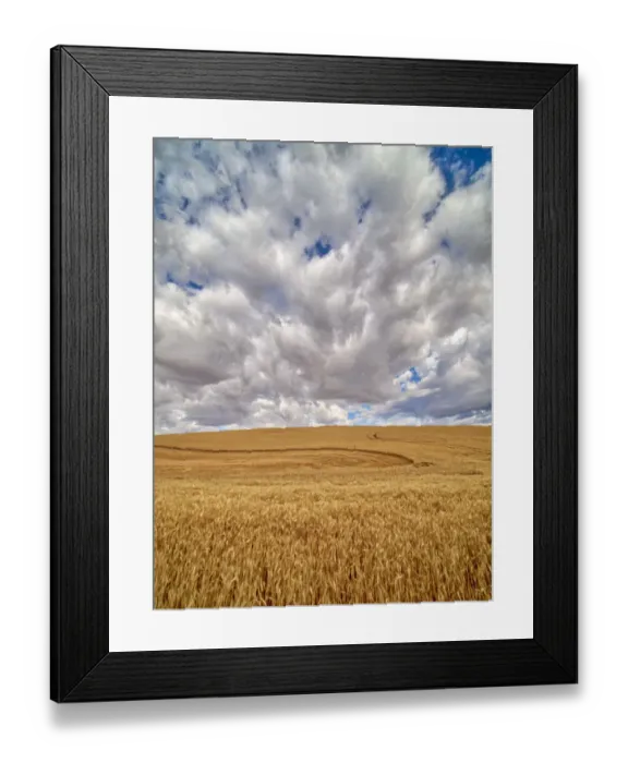 Framed Print : USA, Washington State, Palouse. Large clouds over fields of wheat at harvest