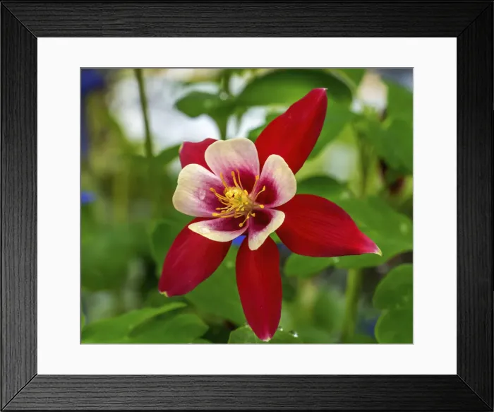Framed Print : Columbine blooming. Native to North America Framed Print : Columbine blooming. Native to North America