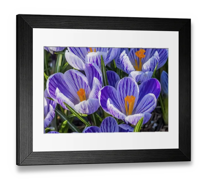 Framed Print : Blue, purple, white yellow Crocuses blooming, Bellevue, Washington State