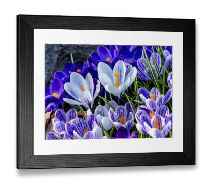 Framed Print : Blue, purple, white yellow Crocuses blooming, Bellevue, Washington State