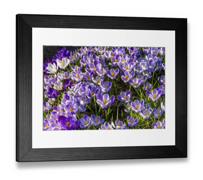 Framed Print : Blue, purple, white yellow Crocuses blooming, Bellevue, Washington State Framed Print : Blue, purple, white yellow Crocuses blooming, Bellevue, Washington State