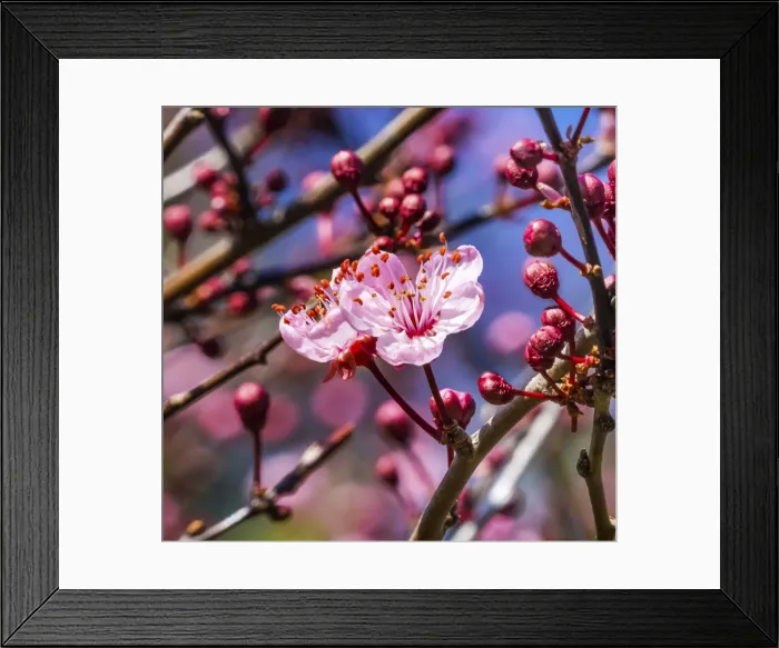 Framed Print : Cherry plum blossom flowering, Bellevue, Washington State