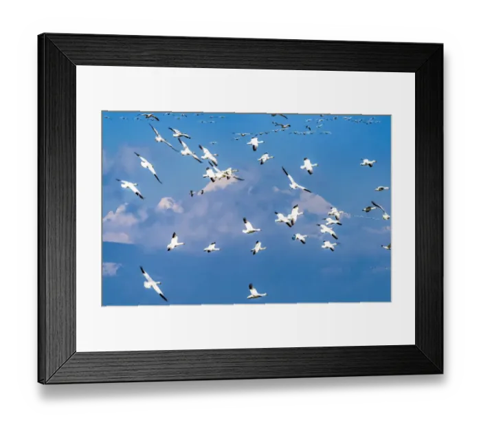 Framed Print : Snow geese flying, Skagit Valley, Washington State