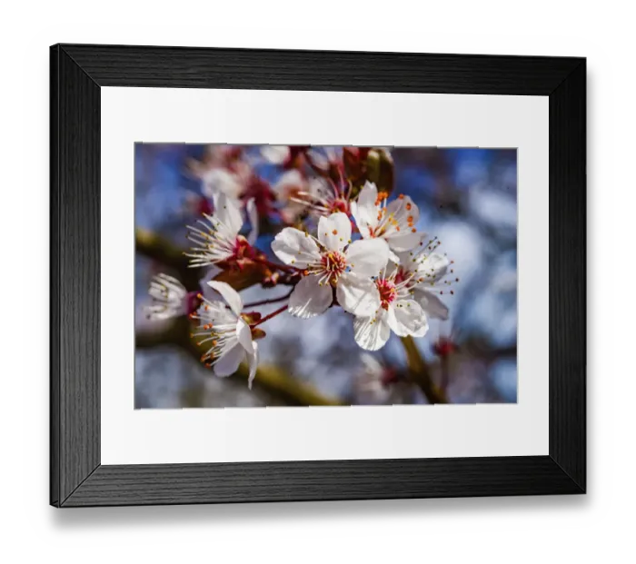 Framed Print : Cherry plum blossom flowering, Bellevue, Washington State Framed Print : Cherry plum blossom flowering, Bellevue, Washington State