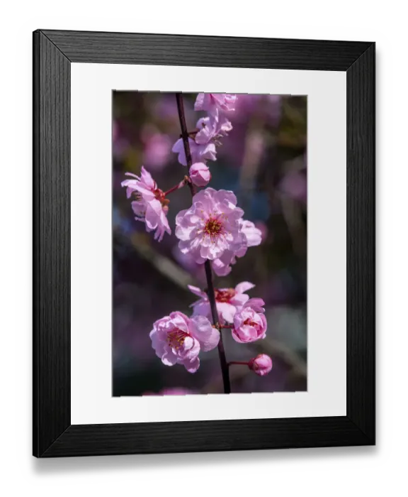 Framed Print : Pink peach blossom flowering, Bellevue, Washington State Framed Print : Pink peach blossom flowering, Bellevue, Washington State
