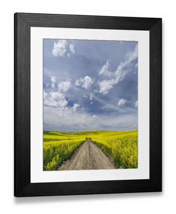 Framed Print : Rural dirt road surrounded by canola fields Framed Print : Rural dirt road surrounded by canola fields