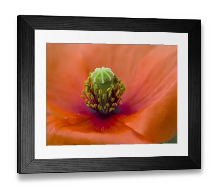 Framed Print : Close-up of poppy flower Framed Print : Close-up of poppy flower