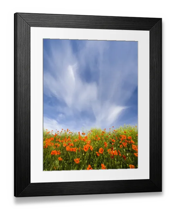 Framed Print : Field of orange poppies below dramatic clouds and blue sky Framed Print : Field of orange poppies below dramatic clouds and blue sky