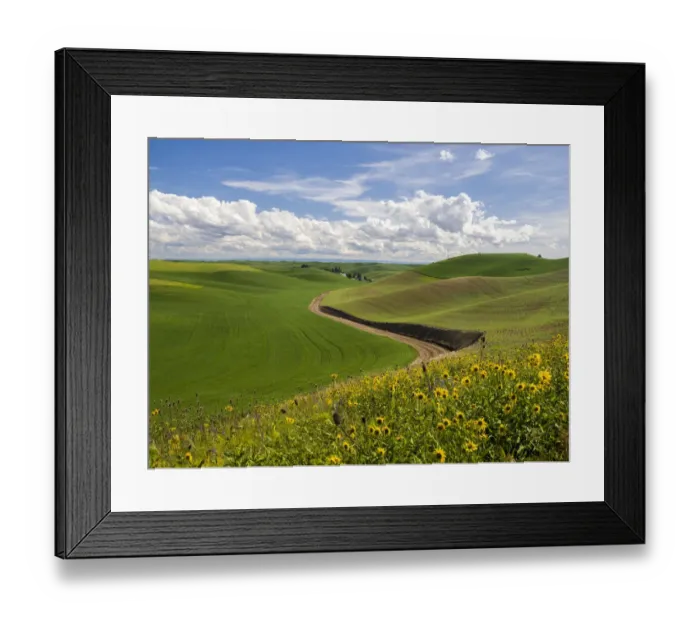 Framed Print : Rural road winding through winter and spring wheat and wildflowers Framed Print : Rural road winding through winter and spring wheat and wildflowers