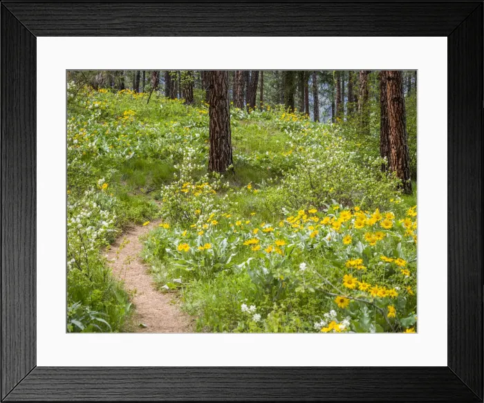 Framed Print : Ponderosa Pine trees and arrowleaf balsamroot in the forest near Leavenworth