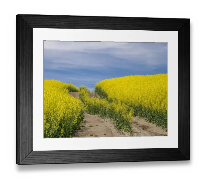 Framed Print : Tracks going through blooming canola field Framed Print : Tracks going through blooming canola field