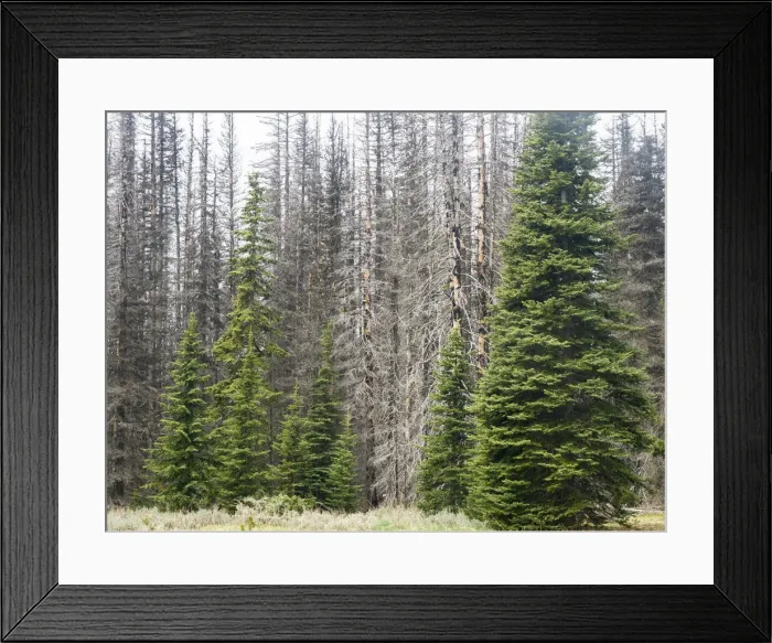 Framed Print : Fir trees along with burned trees from the Table Mountain fire in 2009 Framed Print : Fir trees along with burned trees from the Table Mountain fire in 2009