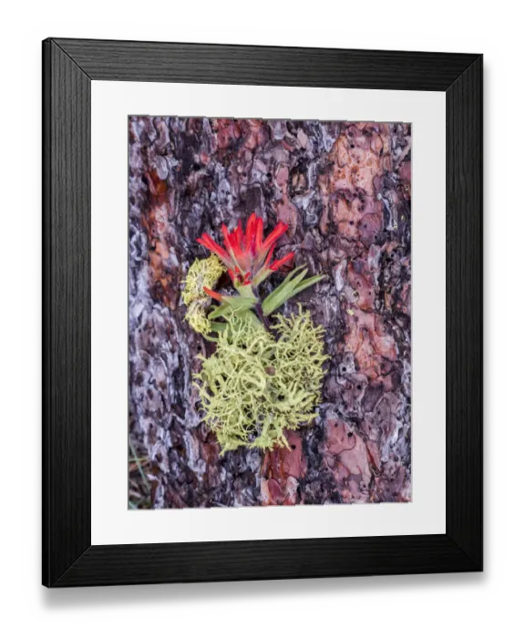 Framed Print : Indian paintbrush on Ponderosa log