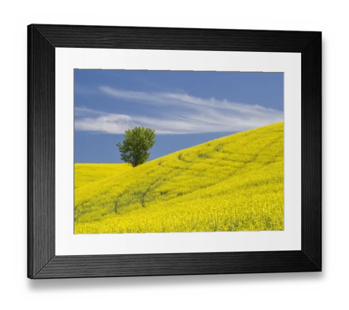 Framed Print : Lone tree in a field of blooming canola Framed Print : Lone tree in a field of blooming canola