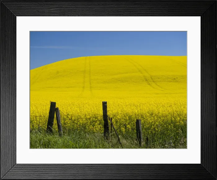 Framed Print : Canola in full bloom in the Palouse country of Eastern Washington Framed Print : Canola in full bloom in the Palouse country of Eastern Washington