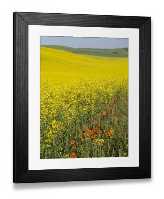 Framed Print : Canola in full bloom in the Palouse country of Eastern Washington Framed Print : Canola in full bloom in the Palouse country of Eastern Washington