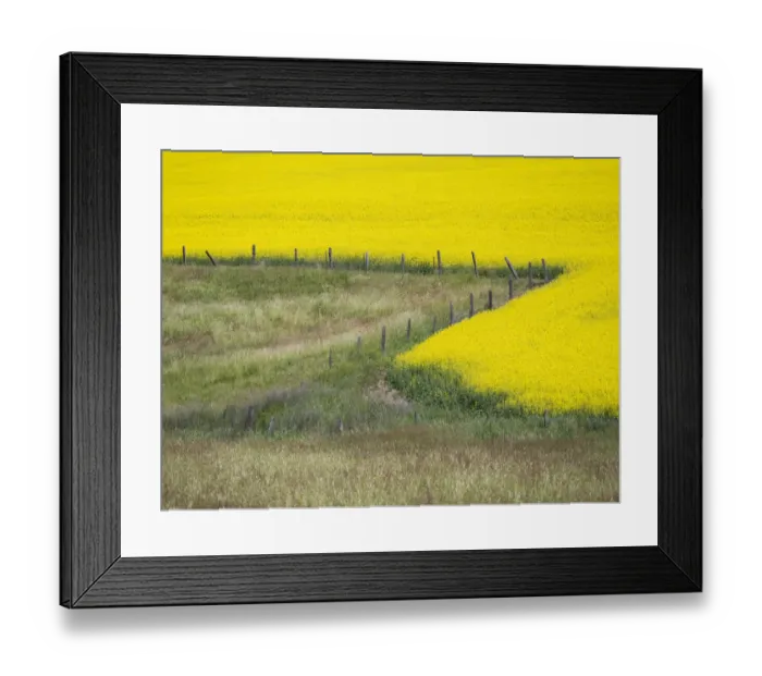 Framed Print : Canola in full bloom in the Palouse country of Eastern Washington Framed Print : Canola in full bloom in the Palouse country of Eastern Washington