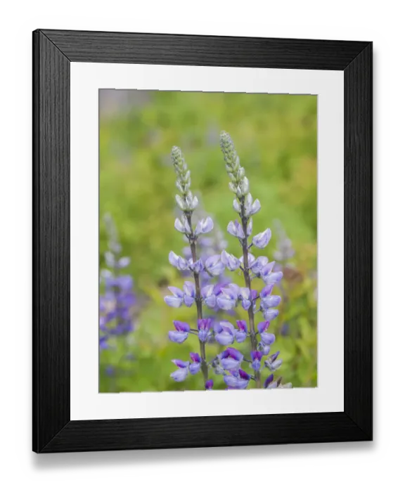 Framed Print : Lupine blooming in a forest