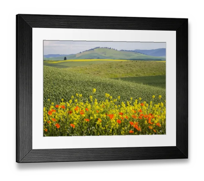 Framed Print : Wildflowers blooming in the Palouse Country of Eastern Washington Framed Print : Wildflowers blooming in the Palouse Country of Eastern Washington
