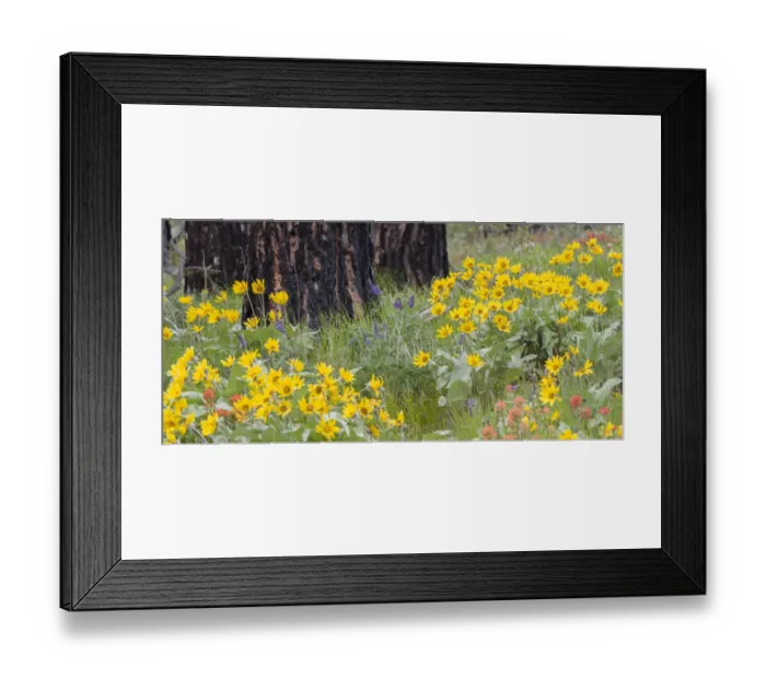 Framed Print : Wildflowers at the base of a Ponderosa pine tree