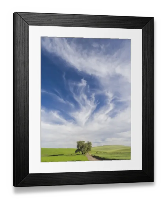 Framed Print : Lone tree on rural dirt road with wheat crops and spectacular clouds Framed Print : Lone tree on rural dirt road with wheat crops and spectacular clouds