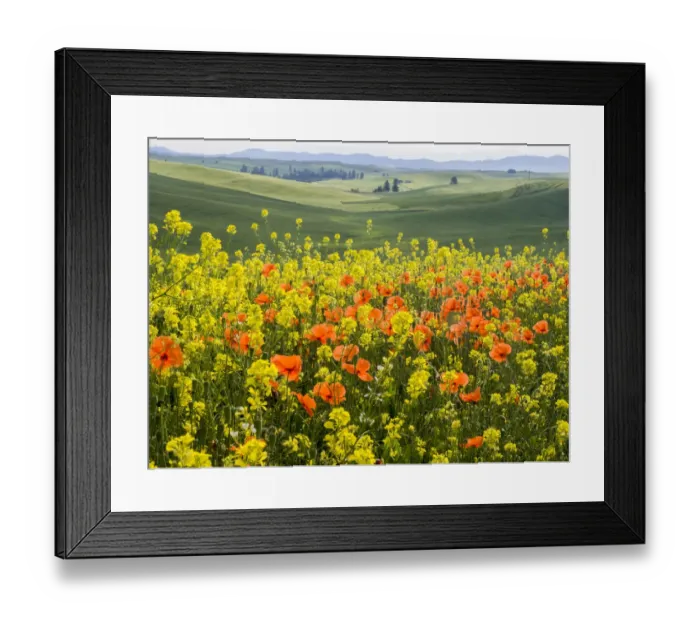 Framed Print : Wildflowers blooming in the Palouse Country of Eastern Washington
