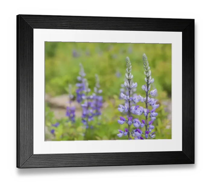 Framed Print : Lupine blooming in a forest Framed Print : Lupine blooming in a forest