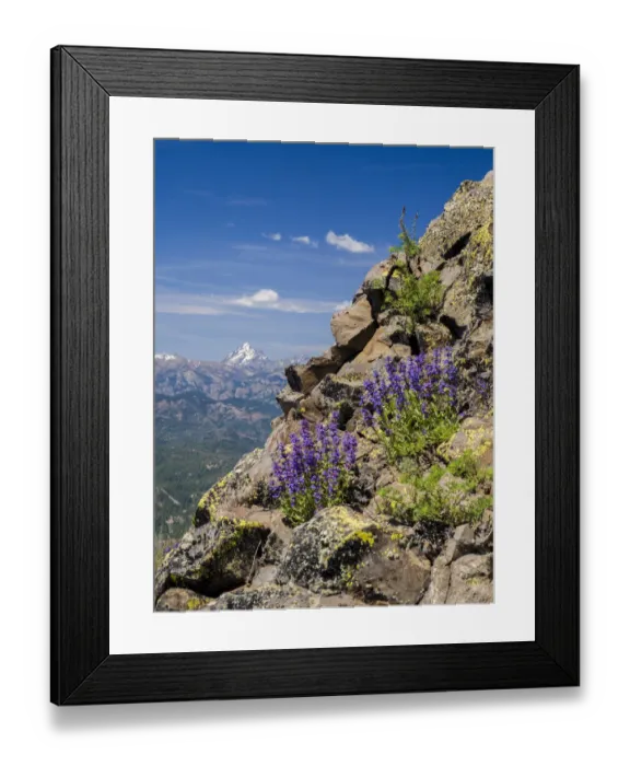 Framed Print : Penstemon, beardtongues, blooming around Lion Rock in the Table Mountain area Framed Print : Penstemon, beardtongues, blooming around Lion Rock in the Table Mountain area