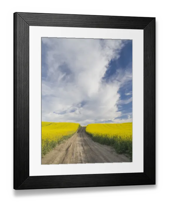 Framed Print : Rural dirt road with blooming canola fields on both sides Framed Print : Rural dirt road with blooming canola fields on both sides