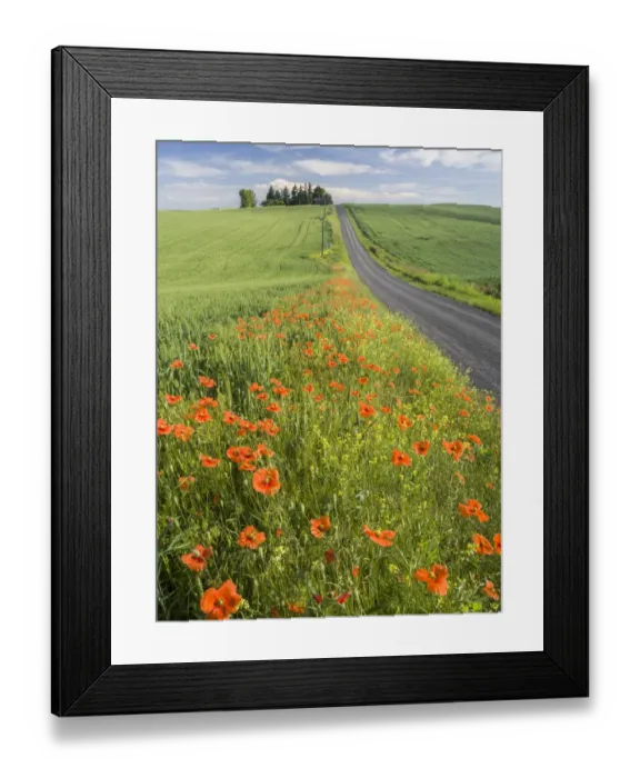 Framed Print : Wildflowers and poppies blooming along side a rural road in the Palouse Framed Print : Wildflowers and poppies blooming along side a rural road in the Palouse