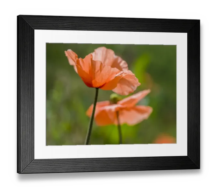 Framed Print : Close-up of orange poppies Framed Print : Close-up of orange poppies
