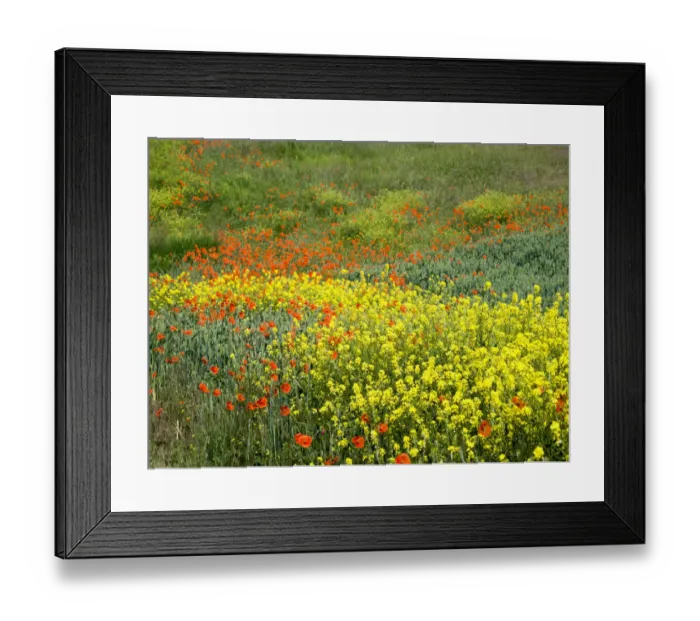 Framed Print : Wildflowers blooming in the Palouse Country of Eastern Washington Framed Print : Wildflowers blooming in the Palouse Country of Eastern Washington