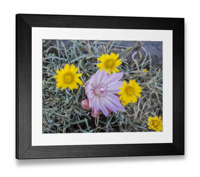 Framed Print : Bitterroot flower (Lewisia rediviva) blooming amongst yellow wildflower Framed Print : Bitterroot flower (Lewisia rediviva) blooming amongst yellow wildflower