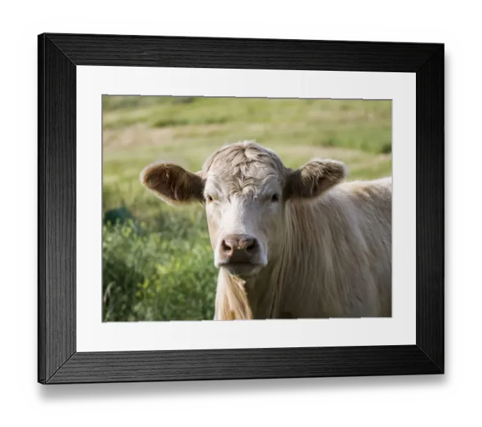 Framed Print : Close-up of cow in pasture Framed Print : Close-up of cow in pasture