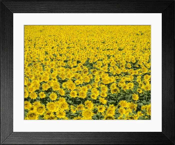Framed Print : Large sunflower field