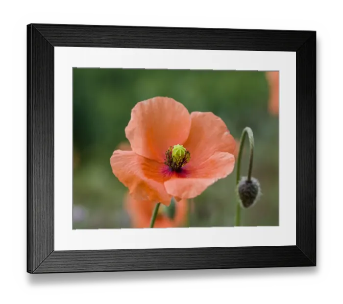 Framed Print : Close-up of orange poppies